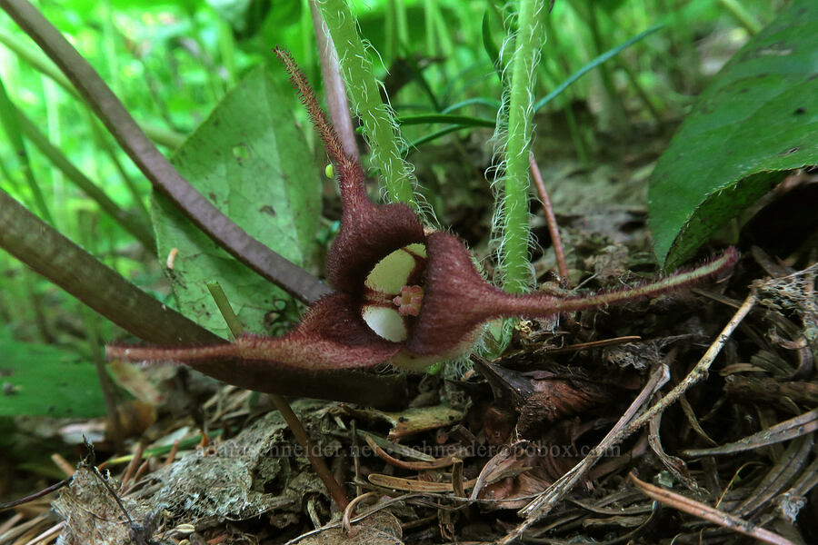wild ginger (Asarum caudatum) [Dog Mountain Trail, Gifford Pinchot National Forest, Skamania County, Washington]