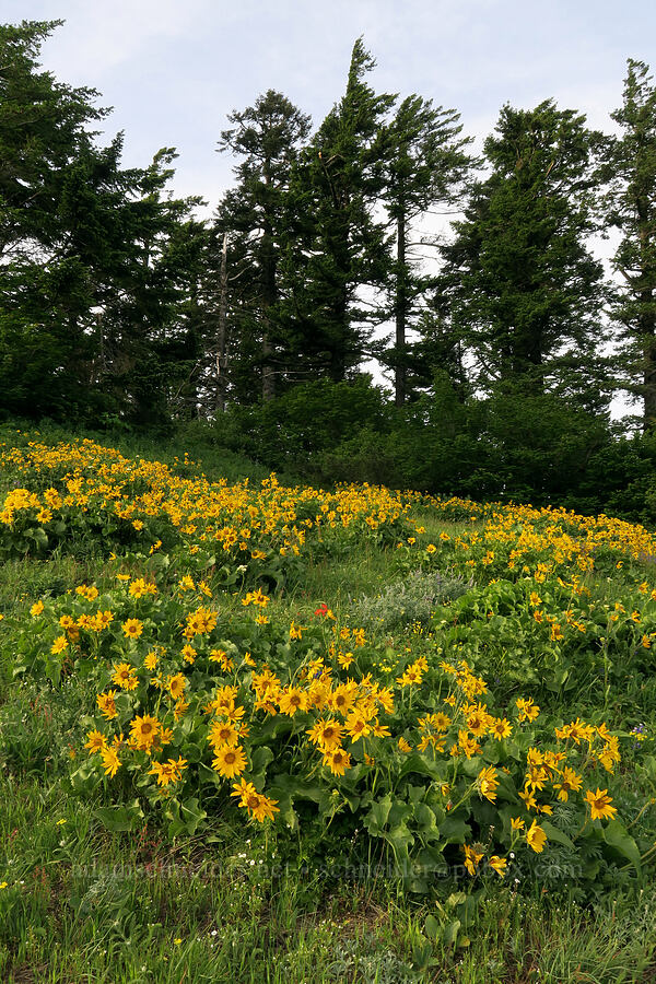 balsamroot (Balsamorhiza sp.) [Dog Mountain Trail, Gifford Pinchot National Forest, Skamania County, Washington]