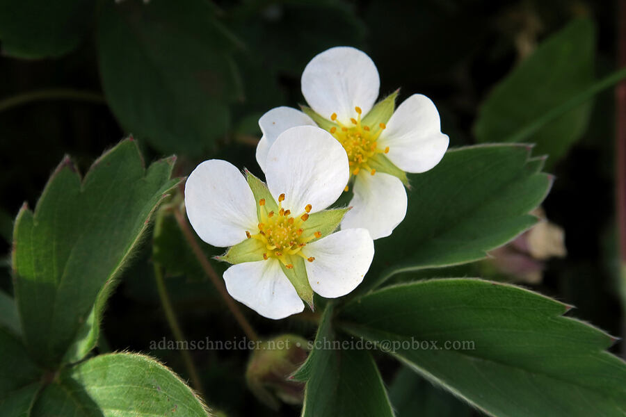 strawberry with 4 petals (Fragaria virginiana) [Dog Mountain Trail, Gifford Pinchot National Forest, Skamania County, Washington]