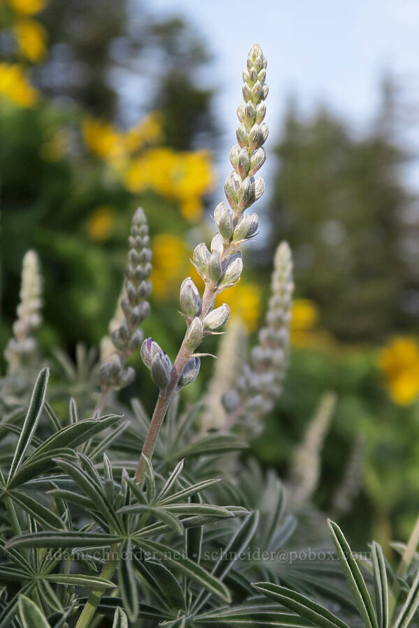 fuzzy lupines (Lupinus sp.) [Dog Mountain Trail, Gifford Pinchot National Forest, Skamania County, Washington]