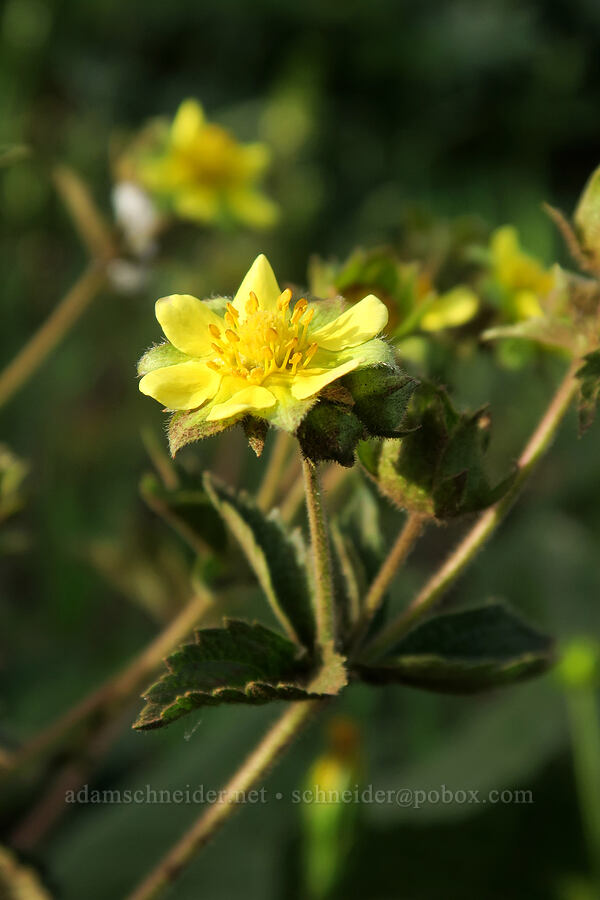 cinquefoil with 6 petals (Drymocallis sp. (Potentilla glandulosa)) [Dog Mountain Trail, Gifford Pinchot National Forest, Skamania County, Washington]