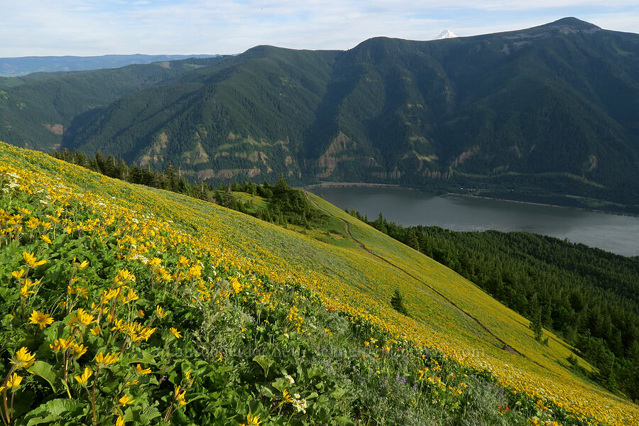 balsamroot (Balsamorhiza sp.) [Dog Mountain Trail, Gifford Pinchot National Forest, Skamania County, Washington]