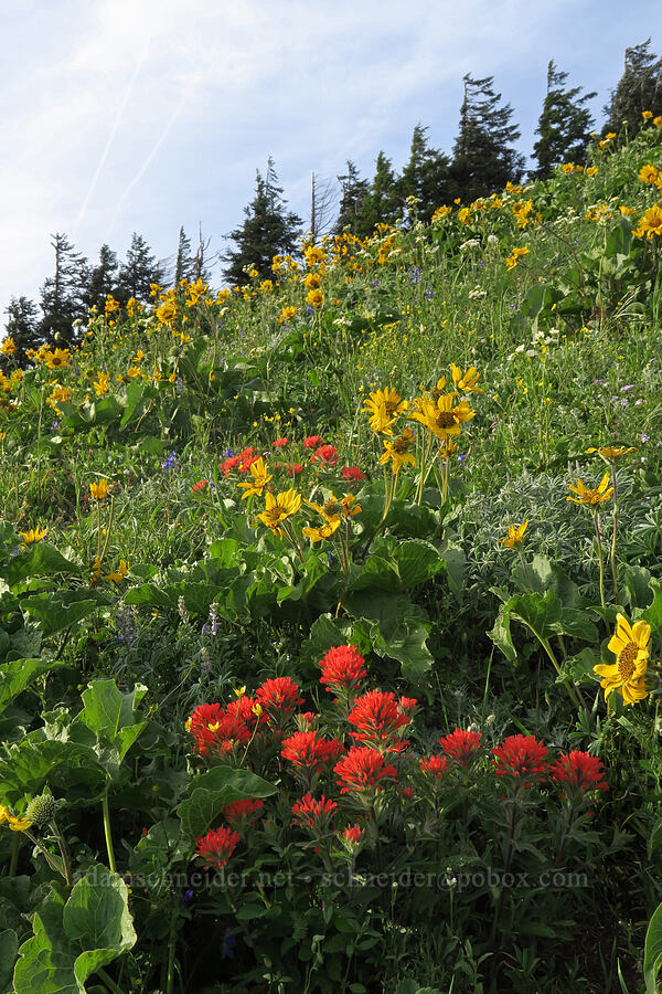 harsh paintbrush & balsamroot (Balsamorhiza sp.) [Dog Mountain Trail, Gifford Pinchot National Forest, Skamania County, Washington]