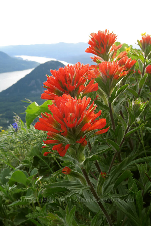 harsh paintbrush (Castilleja hispida) [Dog Mountain Trail, Gifford Pinchot National Forest, Skamania County, Washington]