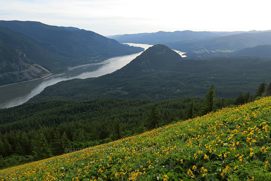 balsamroot & Wind Mountain (Balsamorhiza sp.) [Dog Mountain Trail, Gifford Pinchot National Forest, Skamania County, Washington]