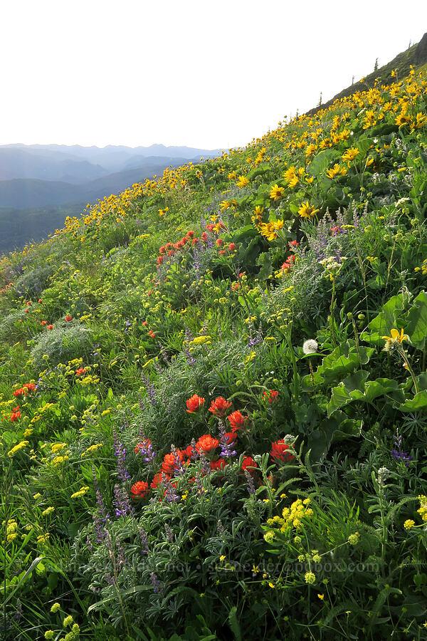 paintbrush, lupines, & balsamroot (Castilleja hispida, Lupinus sp., Balsamorhiza sp.) [Dog Mountain Trail, Gifford Pinchot National Forest, Skamania County, Washington]