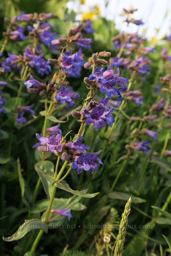 fine-tooth penstemon (Penstemon subserratus) [Dog Mountain Trail, Gifford Pinchot National Forest, Skamania County, Washington]