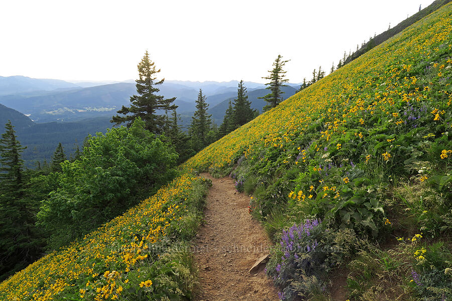 balsamroot (Balsamorhiza sp.) [Dog Mountain Trail, Gifford Pinchot National Forest, Skamania County, Washington]