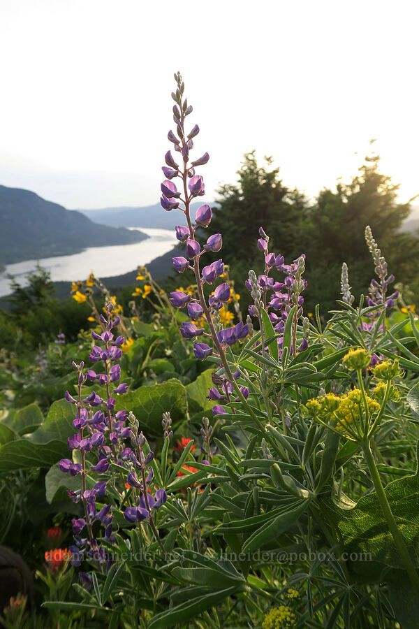 spurred lupines (Lupinus arbustus) [Dog Mountain Trail, Gifford Pinchot National Forest, Skamania County, Washington]