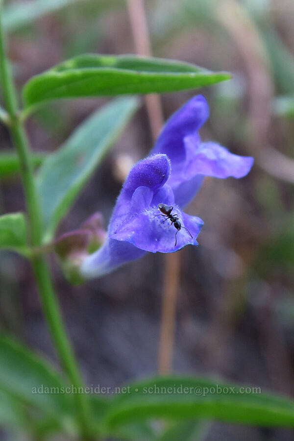 narrow-leaf skull-cap (and an ant) (Scutellaria angustifolia) [Dog Mountain Trail, Gifford Pinchot National Forest, Skamania County, Washington]