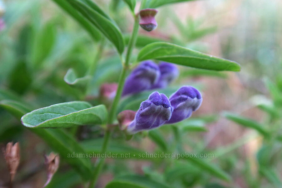 narrow-leaf skull-cap, budding (Scutellaria angustifolia) [Dog Mountain Trail, Gifford Pinchot National Forest, Skamania County, Washington]