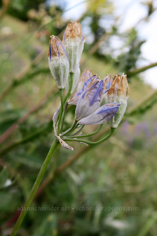 bi-colored cluster lily, fading (Triteleia grandiflora var. howellii (Brodiaea bicolor)) [Dog Mountain Trail, Gifford Pinchot National Forest, Skamania County, Washington]
