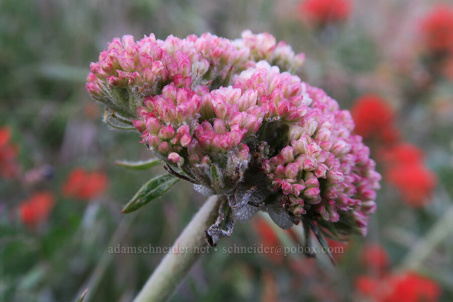 heart-leaf buckwheat, budding (Eriogonum compositum) [Dog Mountain Trail, Gifford Pinchot National Forest, Skamania County, Washington]