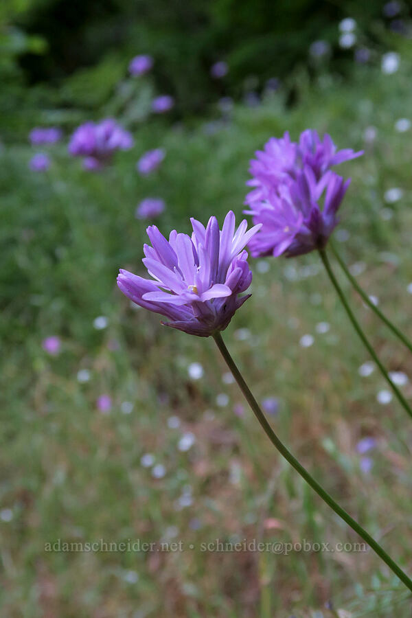fork-tooth ookow (Dichelostemma congestum (Brodiaea congesta)) [Dog Mountain Trail, Gifford Pinchot National Forest, Skamania County, Washington]