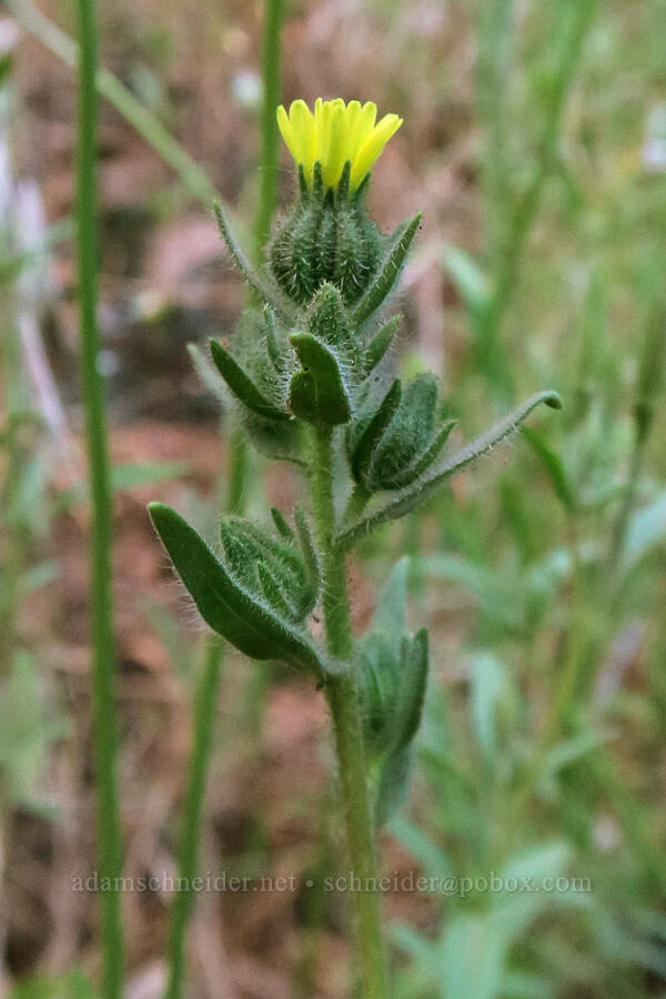 tarweed (Madia gracilis) [Dog Mountain Trail, Gifford Pinchot National Forest, Skamania County, Washington]