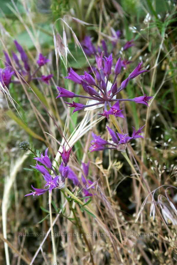 taper-tip onion (Allium acuminatum) [Dog Mountain Trail, Gifford Pinchot National Forest, Skamania County, Washington]