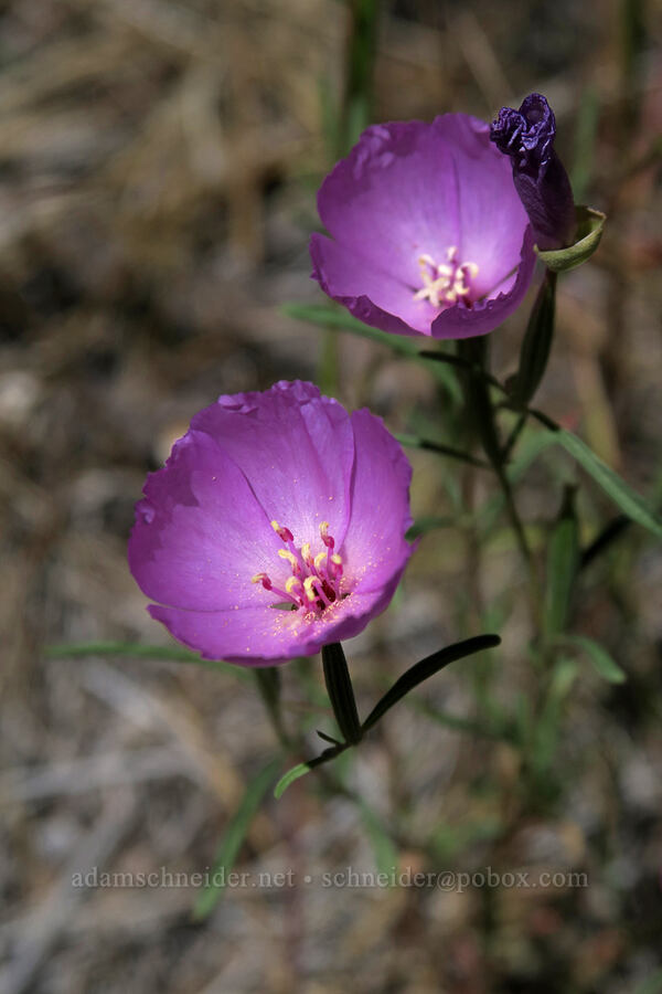 slender clarkia (Clarkia gracilis) [Eight Dollar Mountain, Josephine County, Oregon]