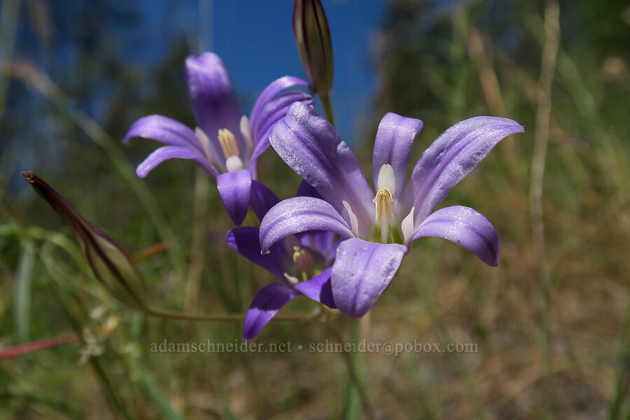 elegant brodiaea (Brodiaea elegans) [Eight Dollar Mountain, Josephine County, Oregon]