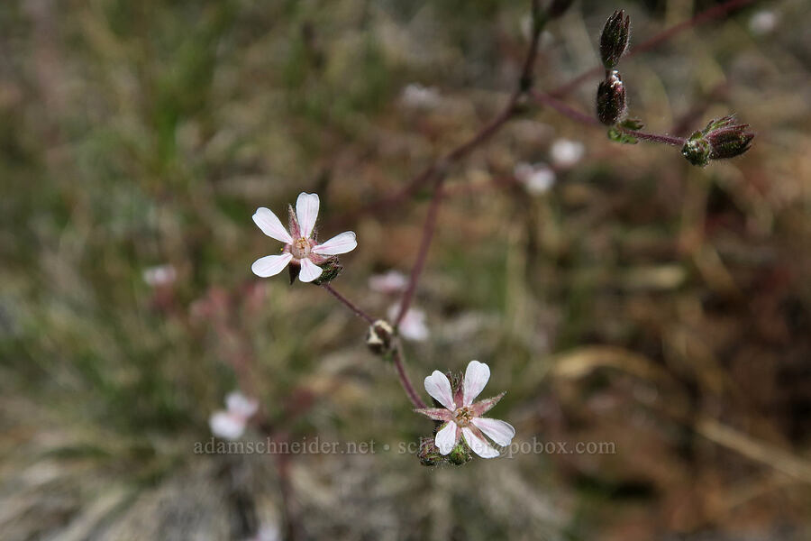 Howell's horkelia (Horkelia howellii) [Eight Dollar Mountain Botanical Wayside, Rogue River-Siskiyou National Forest, Josephine County, Oregon]