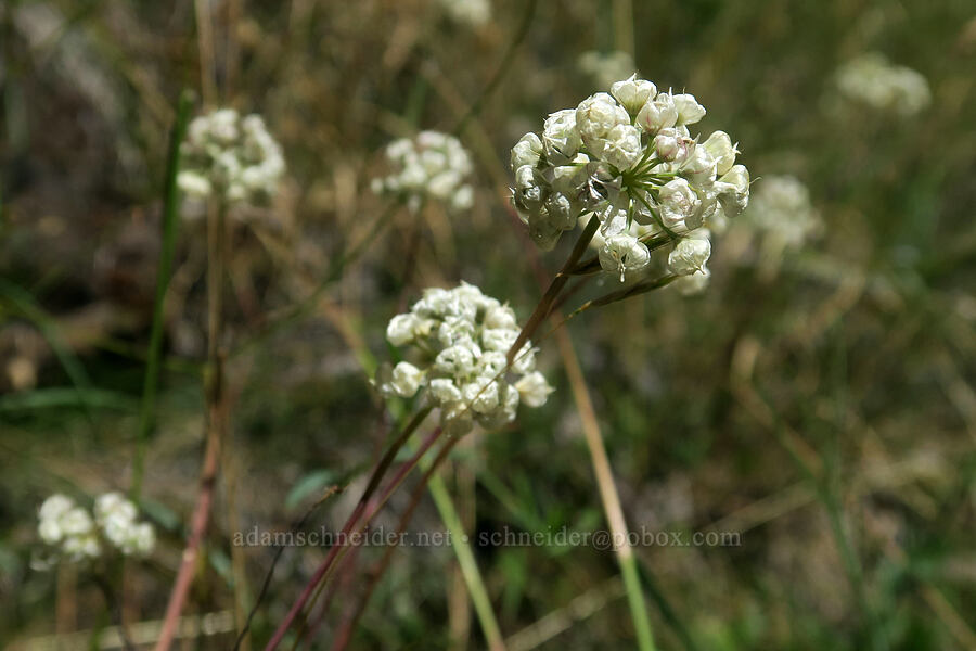 narrow-leaf onion flowers, spent (Allium amplectens) [Eight Dollar Mountain Botanical Wayside, Rogue River-Siskiyou National Forest, Josephine County, Oregon]
