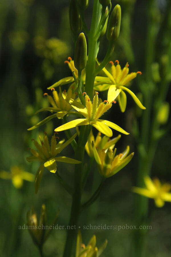 California bog asphodel (Narthecium californicum) [Eight Dollar Mountain Botanical Wayside, Rogue River-Siskiyou National Forest, Josephine County, Oregon]