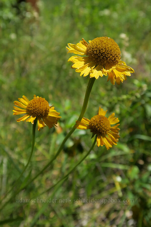 Bigelow's sneezeweed (Helenium bigelovii) [Eight Dollar Mountain Botanical Wayside, Rogue River-Siskiyou National Forest, Josephine County, Oregon]