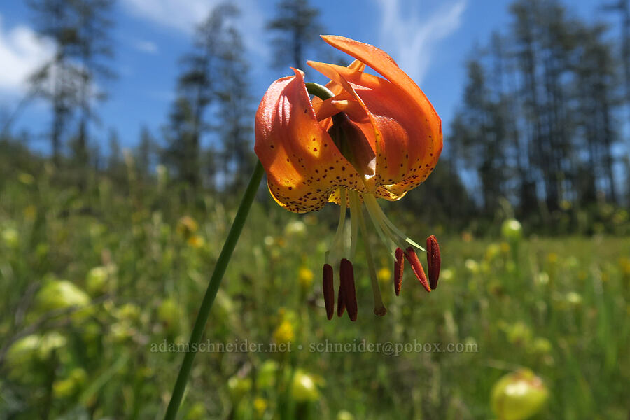 Vollmer's leopard lily (Lilium pardalinum ssp. vollmeri) [Eight Dollar Mountain Botanical Wayside, Rogue River-Siskiyou National Forest, Josephine County, Oregon]