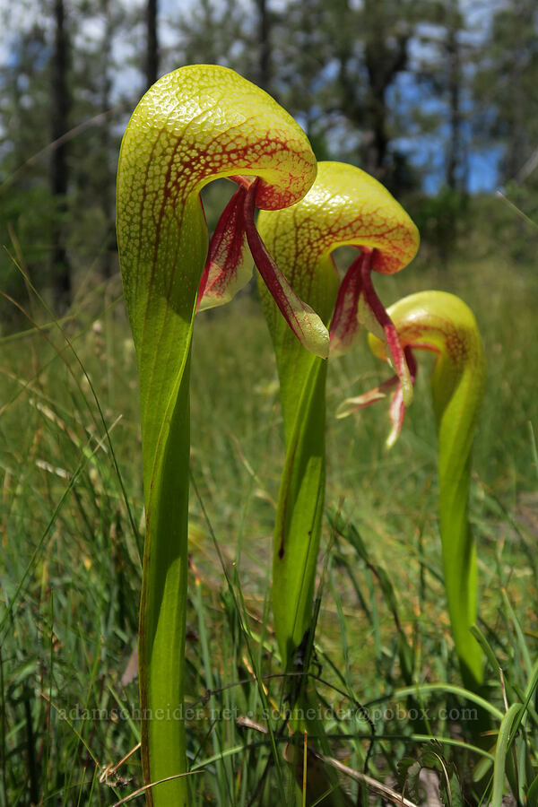 California pitcher plants (Darlingtonia californica) [Eight Dollar Mountain Botanical Wayside, Rogue River-Siskiyou National Forest, Josephine County, Oregon]