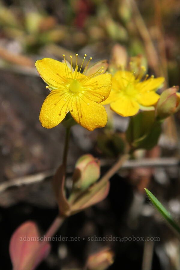 bog St. John's wort (tinker's penny) (Hypericum anagalloides) [Eight Dollar Mountain Botanical Wayside, Rogue River-Siskiyou National Forest, Josephine County, Oregon]