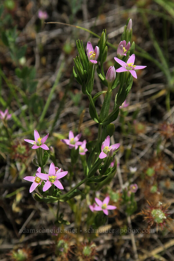 centaury (Centaurium sp.) [Eight Dollar Mountain Botanical Wayside, Rogue River-Siskiyou National Forest, Josephine County, Oregon]