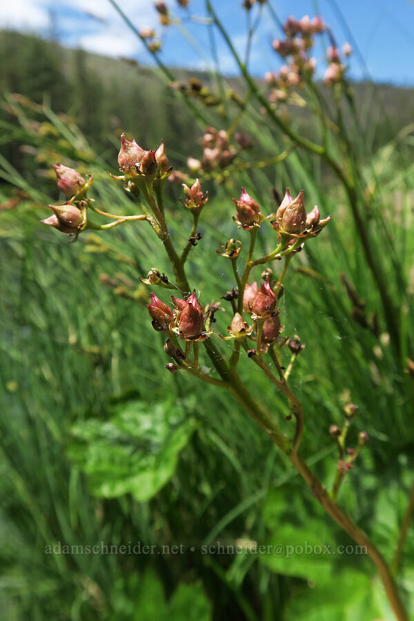 Indian rhubarb (umbrella plant), going to seed (Darmera peltata) [Eight Dollar Bridge, Rogue River-Siskiyou National Forest, Josephine County, Oregon]