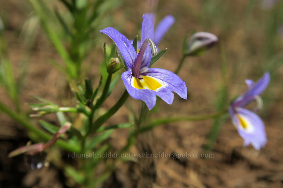 Bach's calico flower (Downingia bacigalupii) [Days Gulch Botanical Area, Rogue River-Siskiyou National Forest, Josephine County, Oregon]