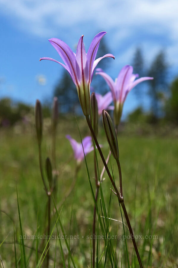 elegant brodiaea (Brodiaea elegans) [Days Gulch Botanical Area, Rogue River-Siskiyou National Forest, Josephine County, Oregon]
