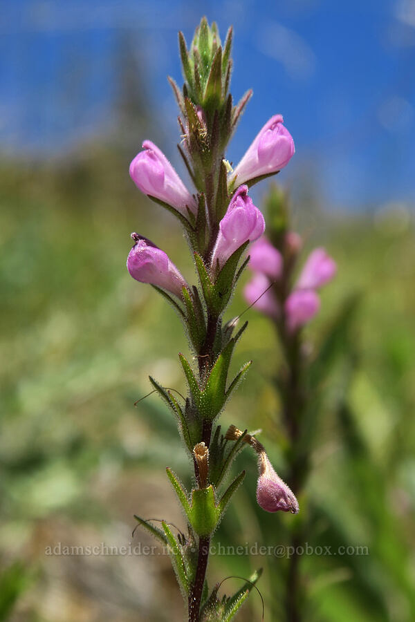 rosy owl's-clover (Orthocarpus bracteosus) [Days Gulch Botanical Area, Rogue River-Siskiyou National Forest, Josephine County, Oregon]