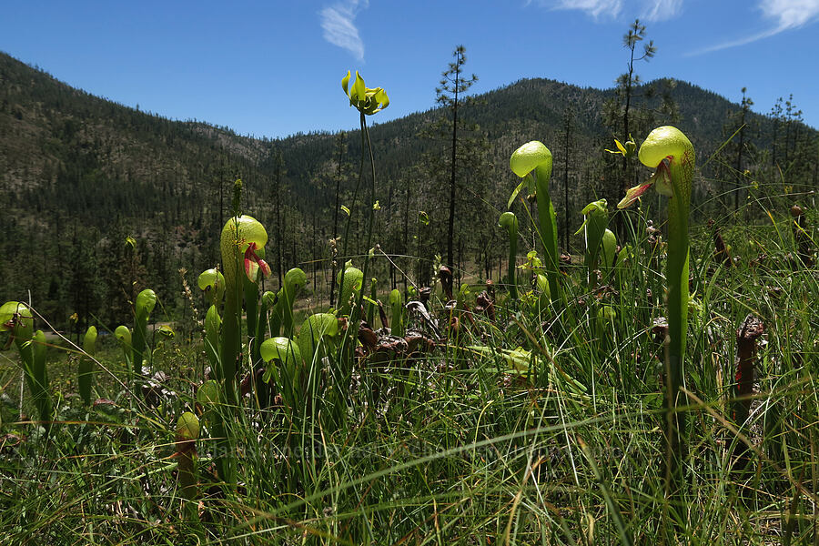 California pitcher plants (Darlingtonia californica) [Days Gulch Botanical Area, Rogue River-Siskiyou National Forest, Josephine County, Oregon]