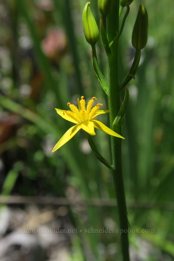 California bog asphodel (Narthecium californicum) [Days Gulch Botanical Area, Rogue River-Siskiyou National Forest, Josephine County, Oregon]