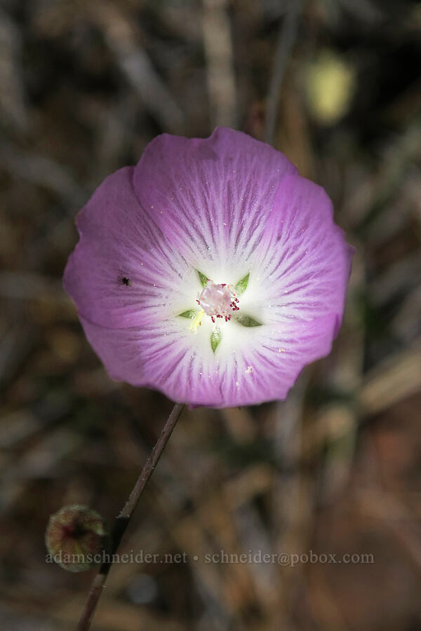 Del Norte checker-bloom (Sidalcea asprella (Sidalcea malviflora ssp. asprella)) [Days Gulch Botanical Area, Rogue River-Siskiyou National Forest, Josephine County, Oregon]