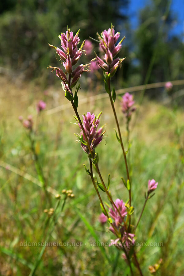 Siskiyou paintbrush (Castilleja elata (Castilleja miniata ssp. elata)) [Days Gulch Botanical Area, Rogue River-Siskiyou National Forest, Josephine County, Oregon]