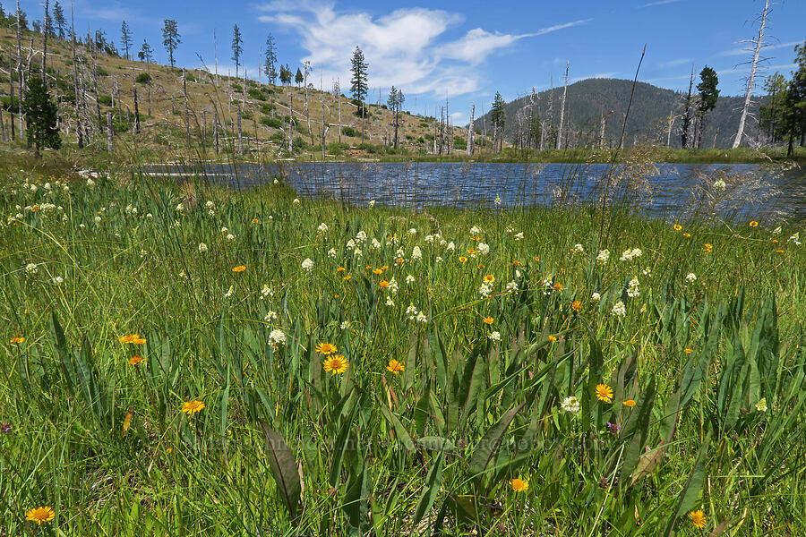 sneezeweed & death-camas (Helenium bigelovii, Toxicoscordion sp. (Zigadenus sp.)) [Days Gulch Botanical Area, Rogue River-Siskiyou National Forest, Josephine County, Oregon]