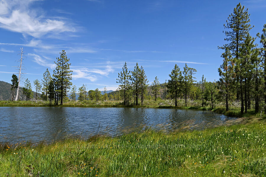 huge vernal pool [Days Gulch Botanical Area, Rogue River-Siskiyou National Forest, Josephine County, Oregon]