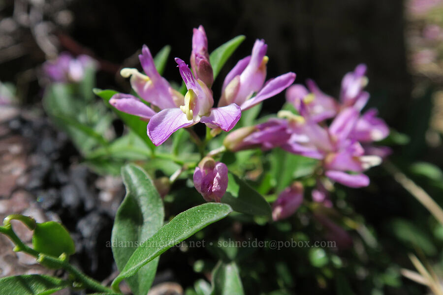 California milkwort (Polygala californica (Rhinotropis californica)) [Days Gulch Botanical Area, Rogue River-Siskiyou National Forest, Josephine County, Oregon]
