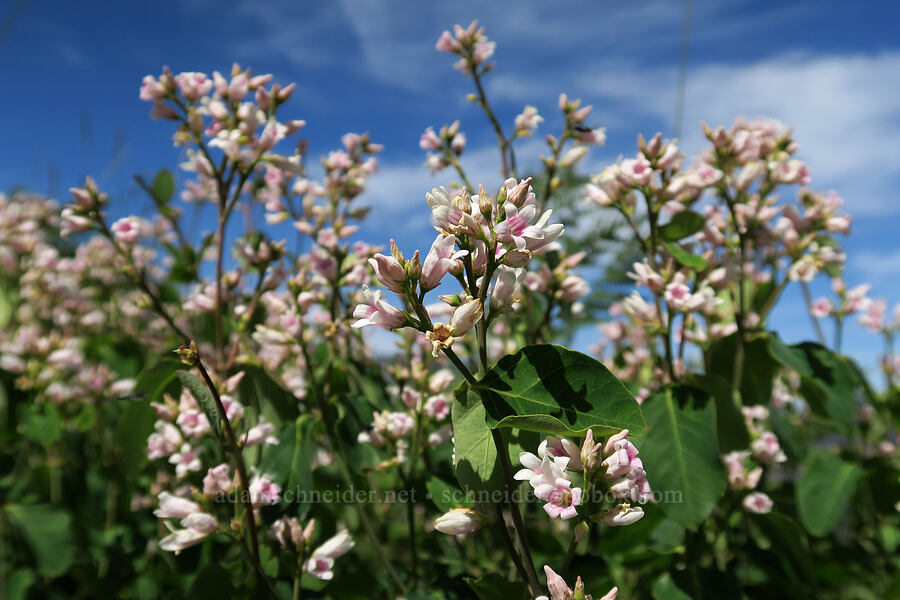 spreading dogbane (Apocynum androsaemifolium) [Forest Road 4201, Rogue River-Siskiyou National Forest, Josephine County, Oregon]