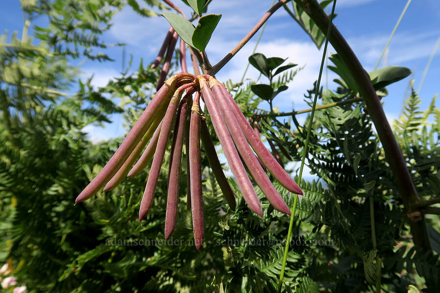 big deer-vetch seed-pods (Hosackia crassifolia (Lotus crassifolius)) [Forest Road 4201, Rogue River-Siskiyou National Forest, Josephine County, Oregon]