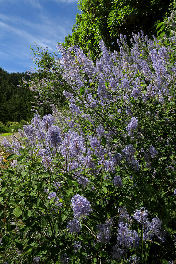 deer brush (Ceanothus integerrimus) [Forest Road 4201, Rogue River-Siskiyou National Forest, Josephine County, Oregon]