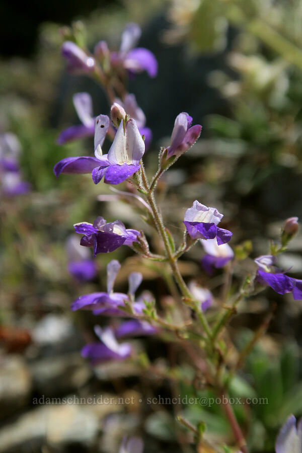 narrow-leaf blue-eyed-Mary (Collinsia linearis (Collinsia rattanii var. linearis)) [Forest Road 4201, Rogue River-Siskiyou National Forest, Josephine County, Oregon]