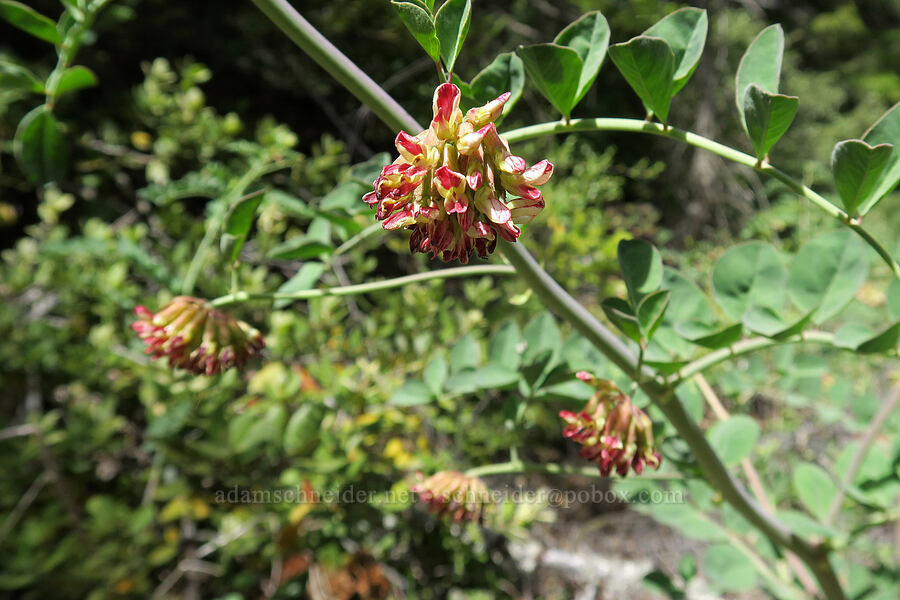 big deer-vetch (Hosackia crassifolia (Lotus crassifolius)) [Forest Road 4201, Rogue River-Siskiyou National Forest, Josephine County, Oregon]