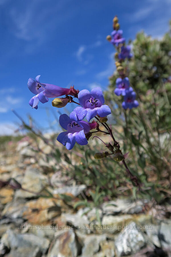 azure penstemon (Penstemon azureus) [Babyfoot Lake Trailhead, Rogue River-Siskiyou National Forest, Curry County, Oregon]