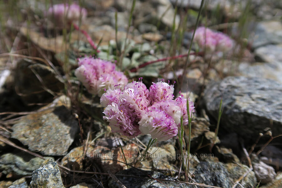 pussy-paws (Calyptridium sp. (Cistanthe sp.)) [Babyfoot Lake Trailhead, Rogue River-Siskiyou National Forest, Curry County, Oregon]