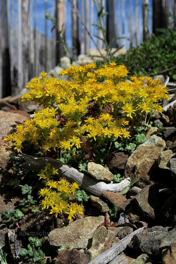 broad-leaf stonecrop (Sedum spathulifolium) [Babyfoot Lake Trail, Rogue River-Siskiyou National Forest, Curry County, Oregon]