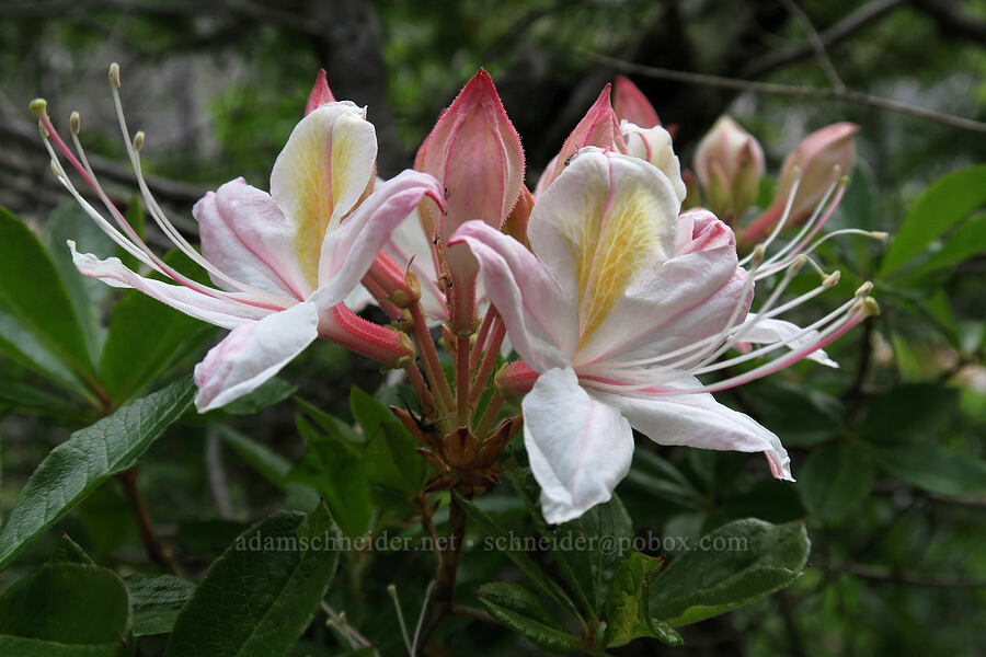 western azalea (Rhododendron occidentale) [Babyfoot Lake, Kalmiopsis Wilderness, Curry County, Oregon]